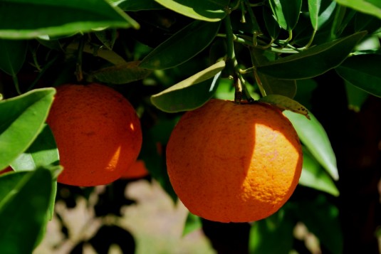 Farmstay: Orangen im Garten