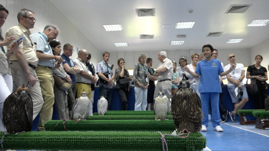 Abu Dhabi, Falcon Hospital, Wartesaal