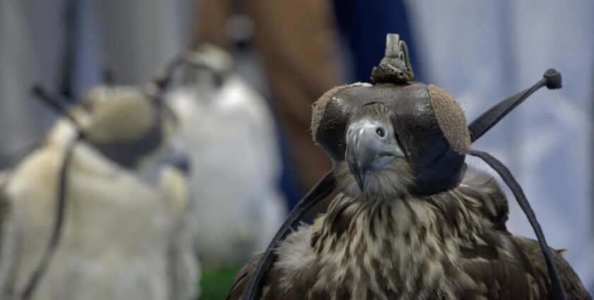 Abu Dhabi Falcon Hospital: Beautypflege für Jagdvögel