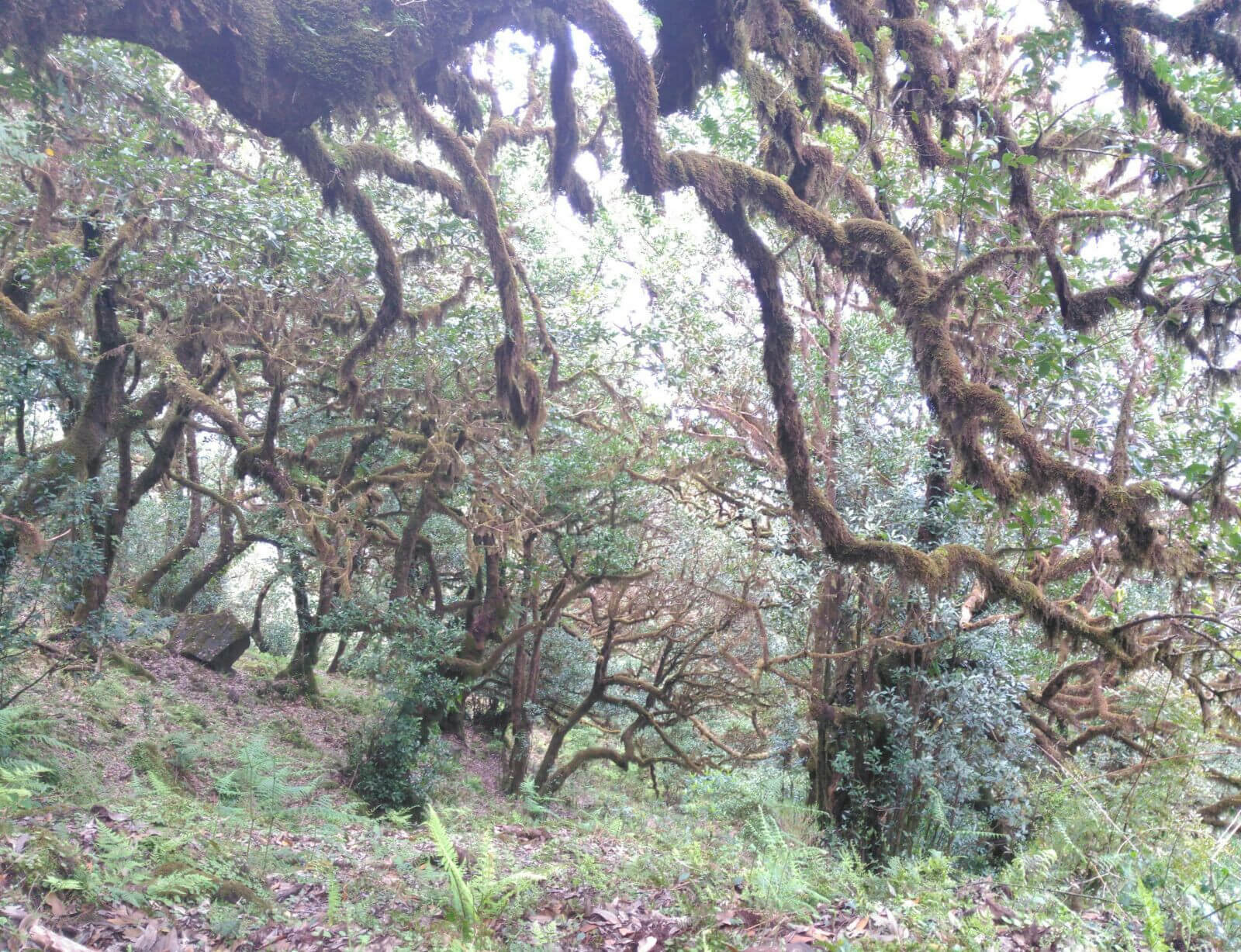 Madeira_Bäume_1