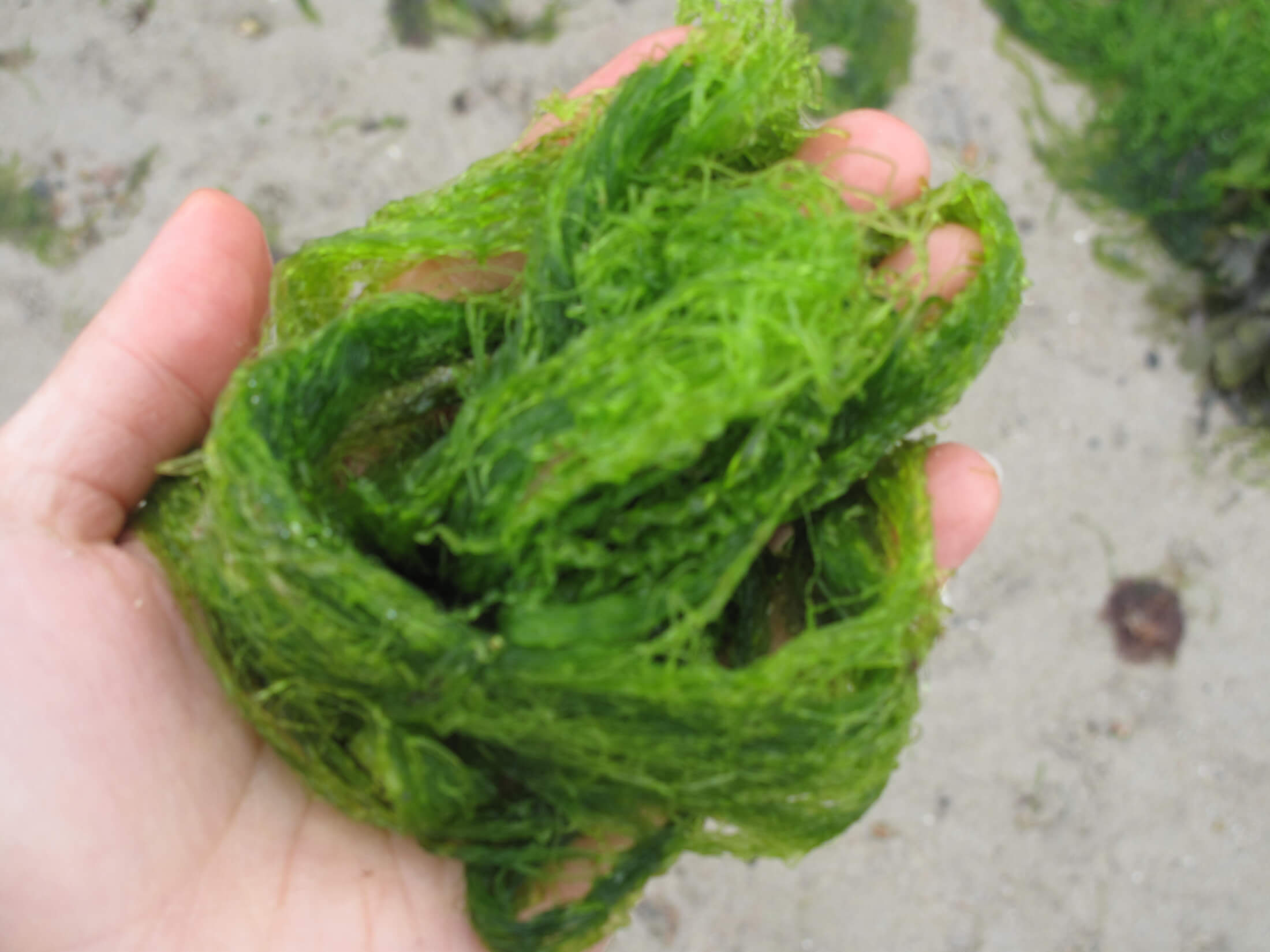 algen salat jersey kanalinsel