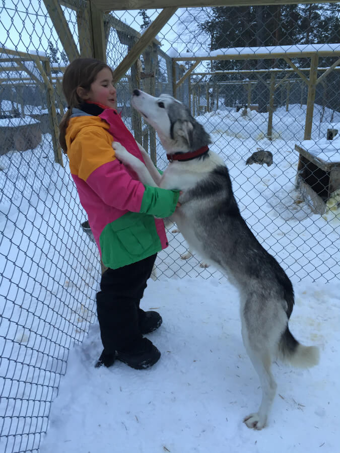 lappland-schweden huskys hundeschlitten mushen winter schnee