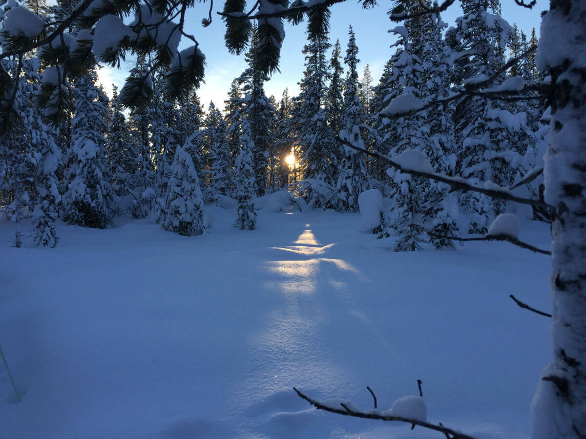 llappland-schweden-huskys hundeschlitten mushen winter schnee landschaft
