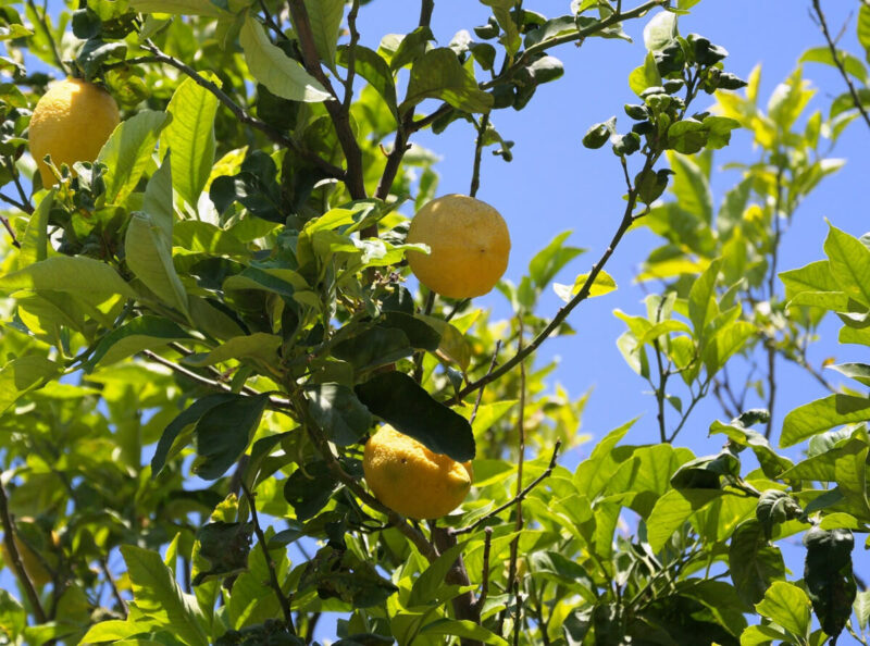 Zitronen Limone Italien Procida