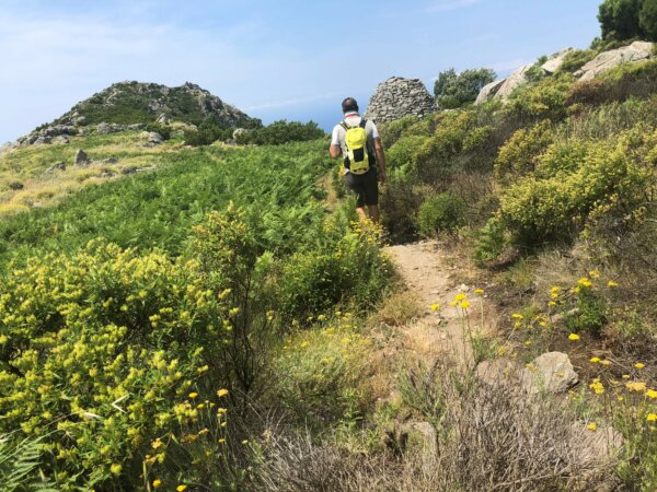 Wanderer umgeben von grünen Büschen und blühenden gelben Blumen auf Elba.