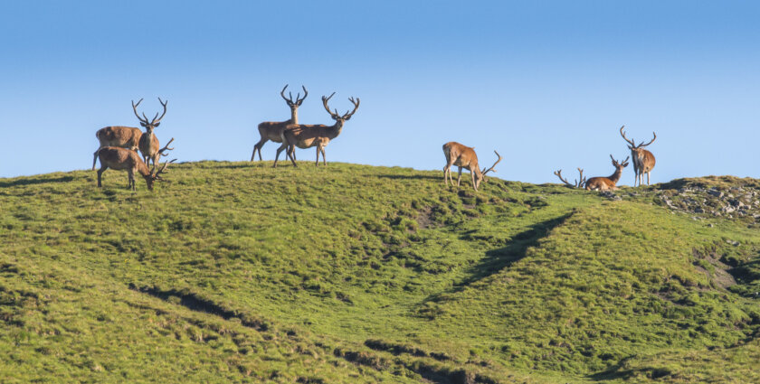 Indian Summer im Engadin: Hirsche röhren hören