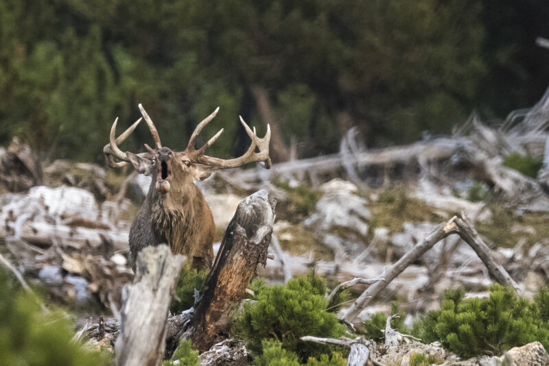 Im Gebüsch kaum zu erkennen: der röhrende Hirsch