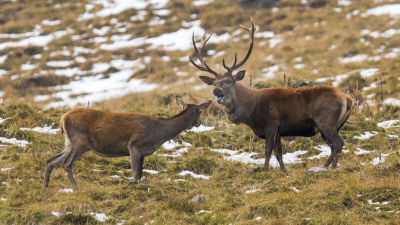 Zwei Hirsche im Nationalpark